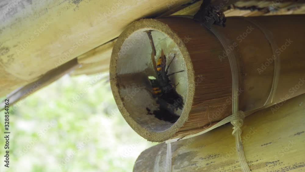 Big Asian hornet Vespa mandarinia close-up. Hornet in a bamboo trunk Big Asian hornet Vespa mandarinia close-up. Hornet in a bamboo trunk