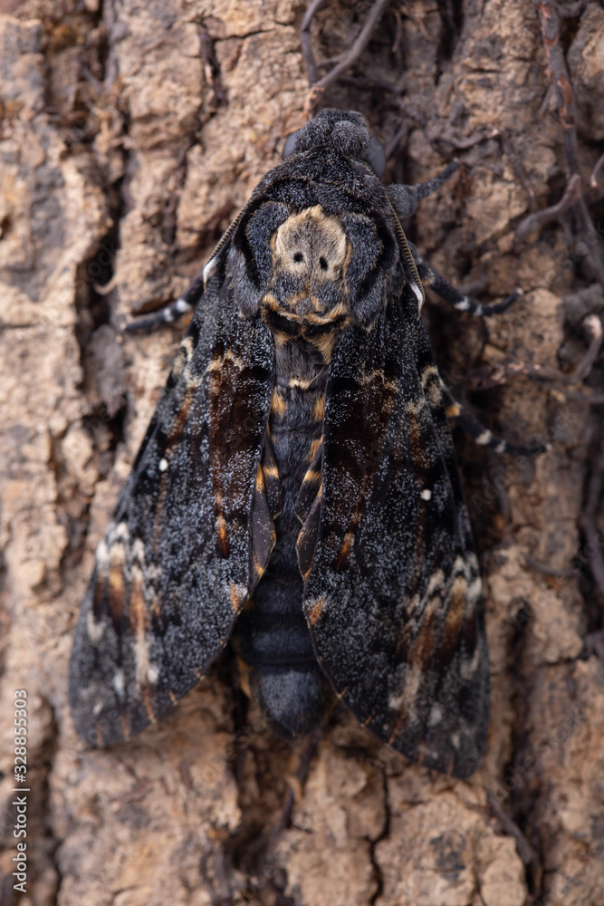 Fototapeta premium Death head hawkmoth on tree