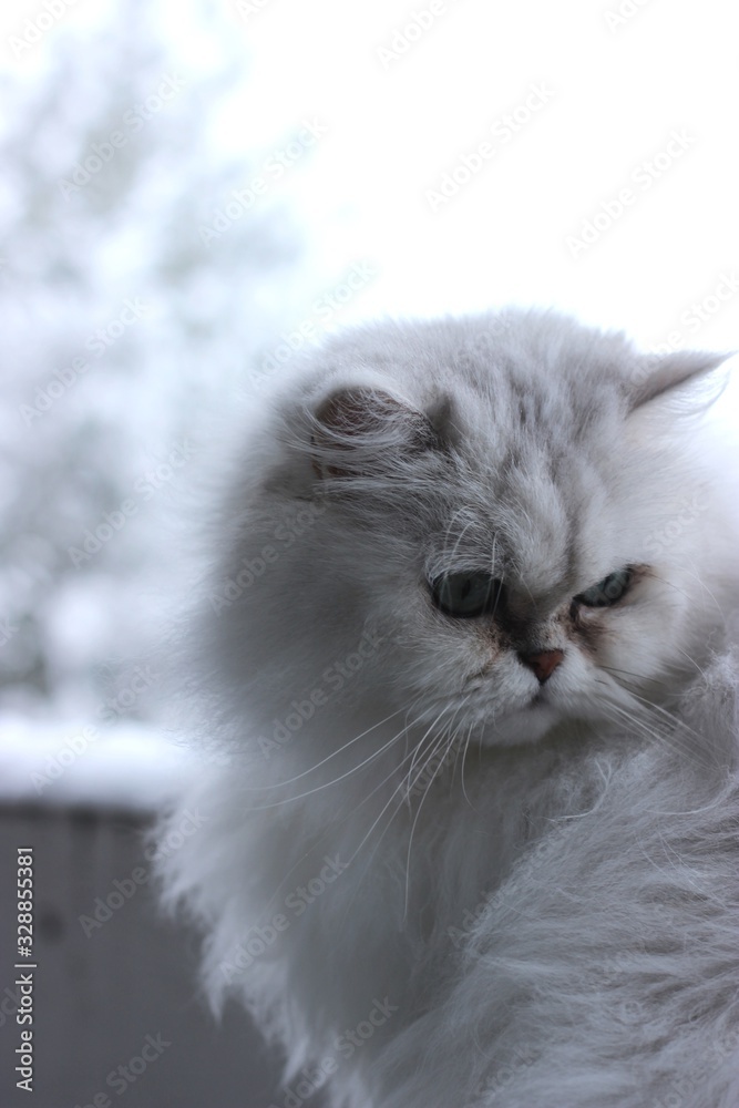 cat in snow