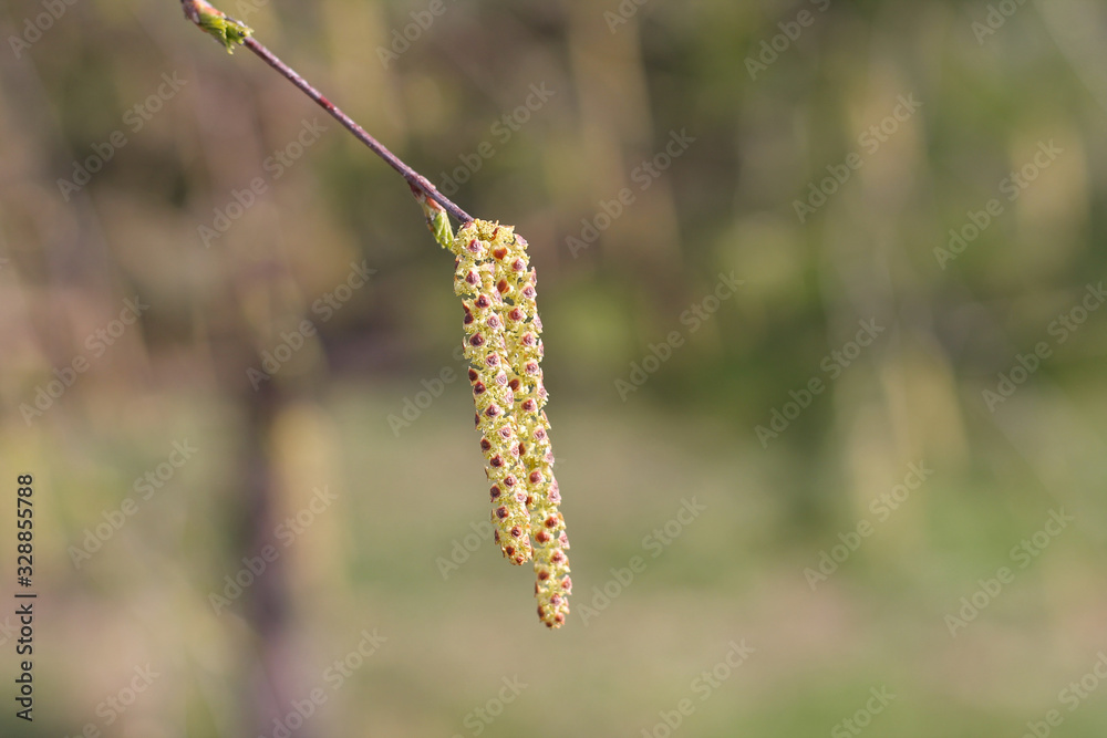 birch catkins, spring birch, background birch catkins, spring birch, background