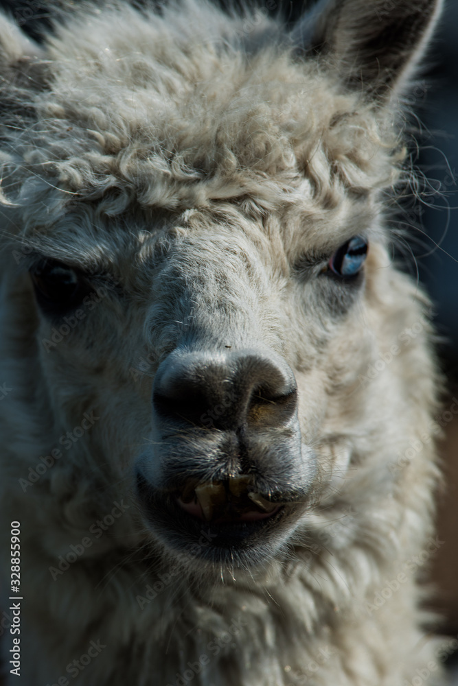 Alpaca ポートレート Alpaca ポートレート