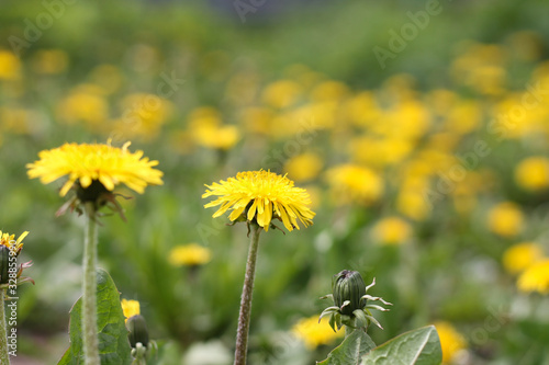 field with dandelions, nature in spring, background