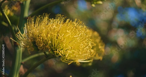 Yellow agave in full bloom, beautiful bokeh background, close up. BMPCC 4K photo