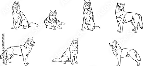 Husky, dog, husky figure, various poses, vector, illustration, black and white image, line