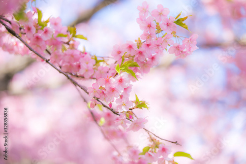 sakura festival cherry blossom in japan 
