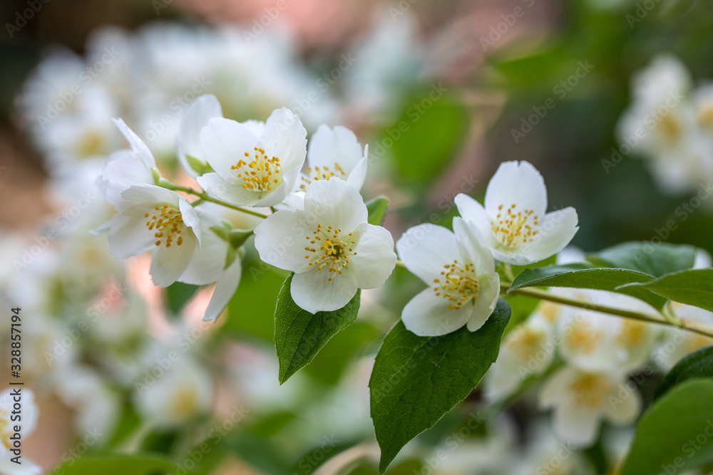 Beautiful blossoming branch of jasmine in garden Beautiful blossoming branch of jasmine in garden
