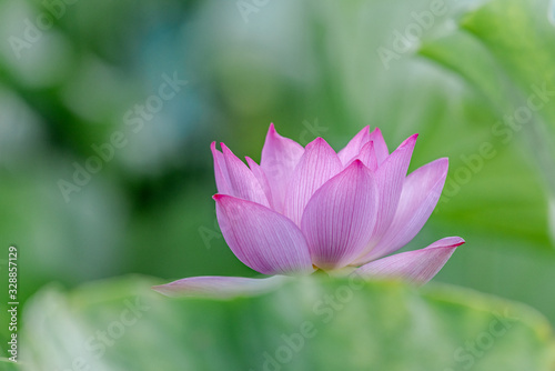 The lotus in the pool is blooming