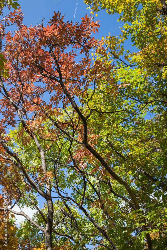 View from bellow of autumn colored tree leaves against a clear, blue sky and dark tree branches View from bellow of autumn colored tree leaves against a clear, blue sky and dark tree branches