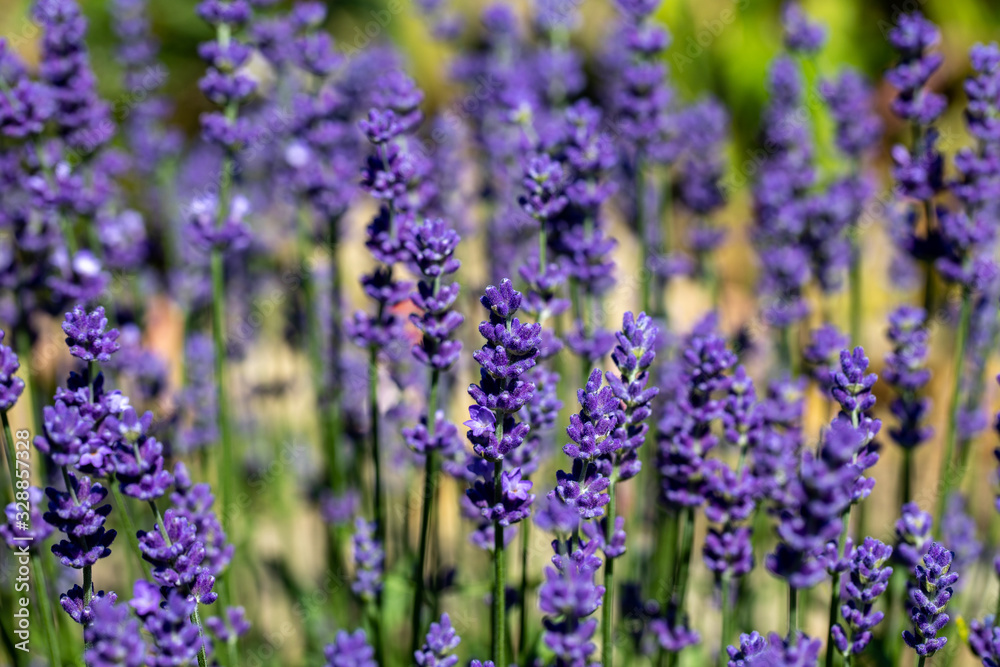 the blooming lavender flowers in Provence, near Sault, France the blooming lavender flowers in Provence, near Sault, France