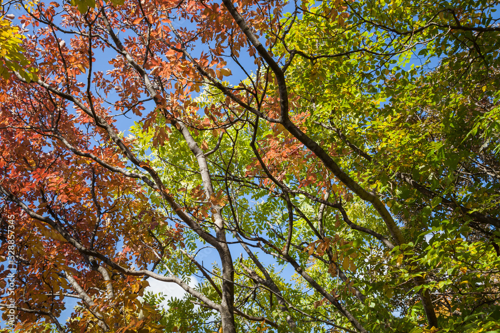 View from bellow of autumn colored tree leaves against a clear, blue sky and dark tree branches View from bellow of autumn colored tree leaves against a clear, blue sky and dark tree branches