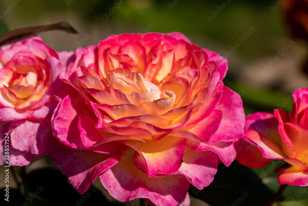 Colorful roses flowers on the branch in the garden Colorful roses flowers on the branch in the garden