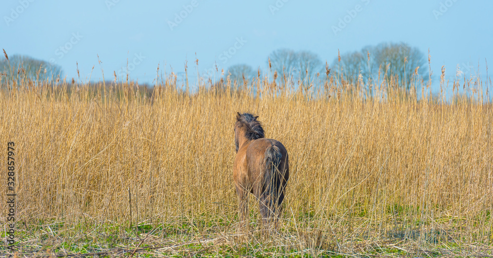 Horse in a field with reed in a natural park in sunlight in winter Horse in a field with reed in a natural park in sunlight in winter