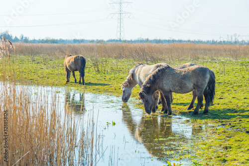 Horses in a field along a lake in a natural park in sunlight in winter