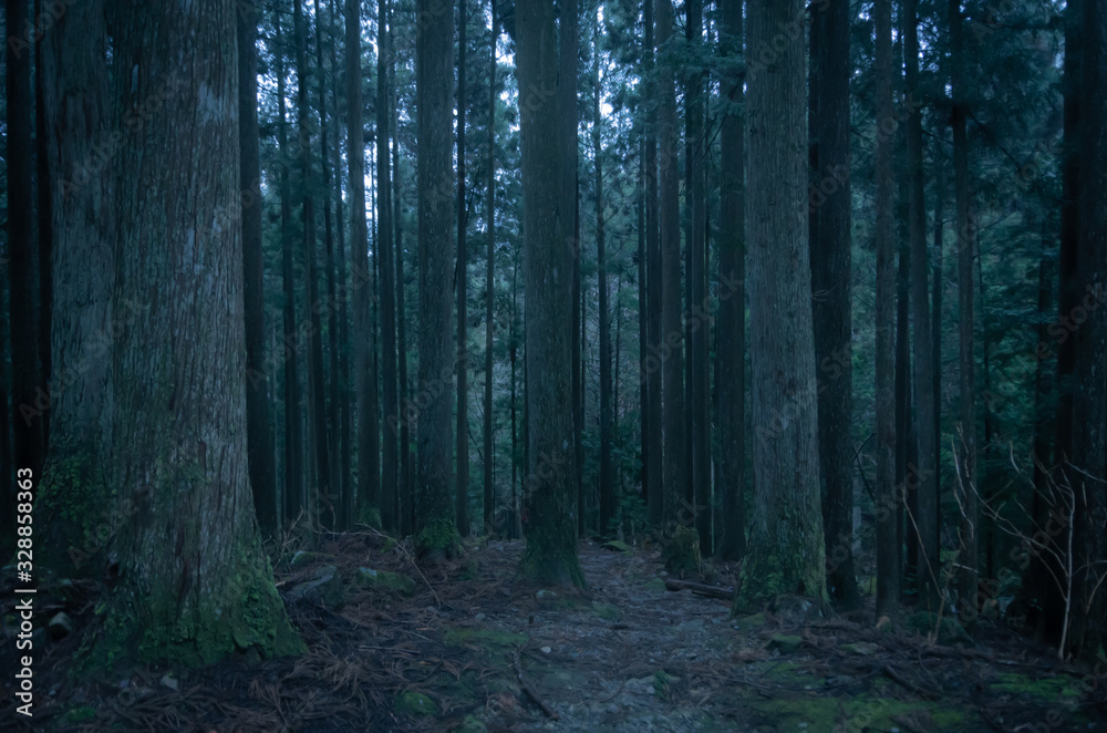 Fototapeta premium Głęboki las
