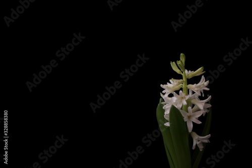 White isolated hyacinth on black background.