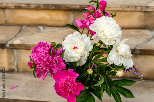 bud of pink and white peony flower in garden