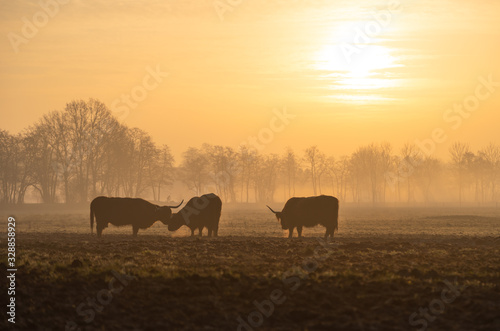 Highland cattle in the fog during a tranquil dawn in the Netherlands. © sanderstock