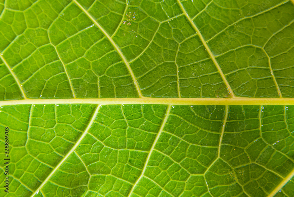 Close-up of green leaves Close-up of green leaves