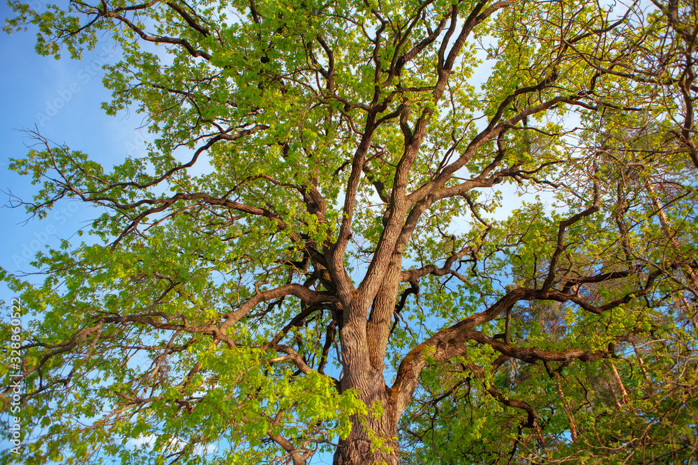 Fototapeta premium tree branches in the sunny spring day 