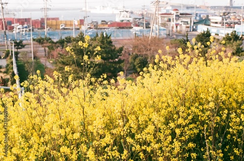 유채꽃