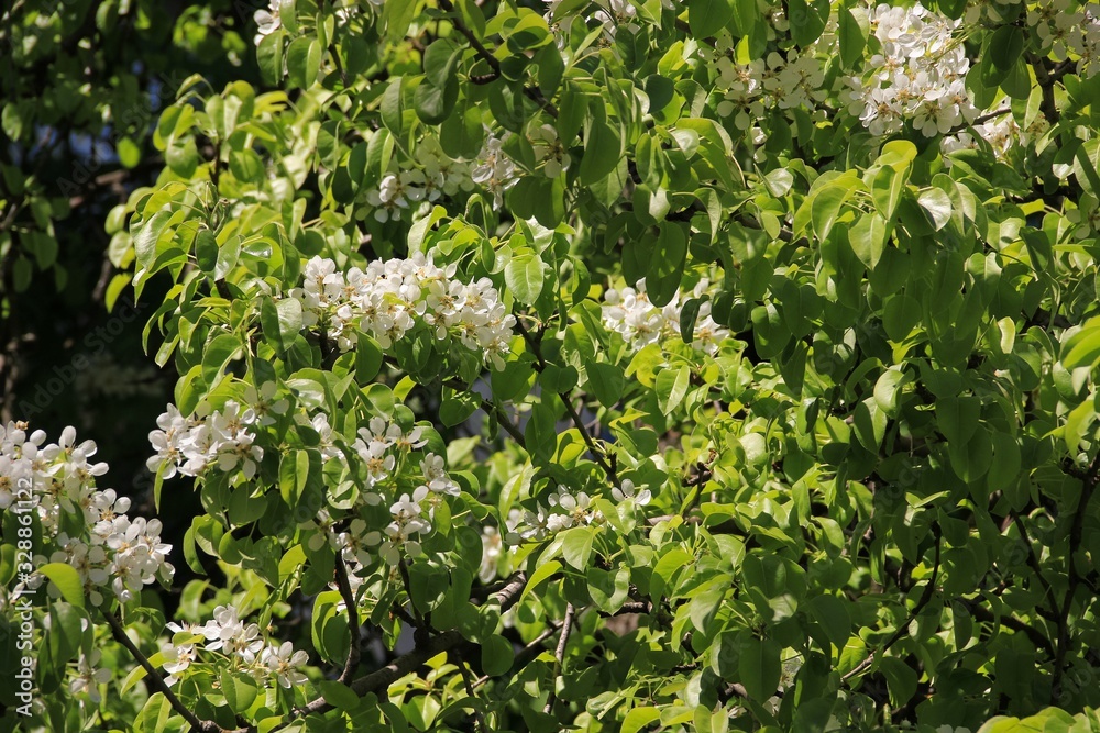 Spring lush flowering of the pear tree Spring lush flowering of the pear tree