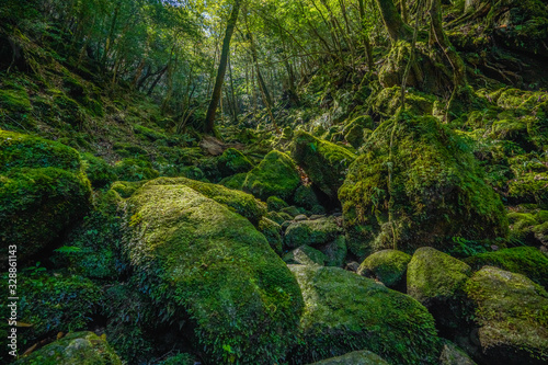 Fototapeta Naklejka Na Ścianę i Meble -  Primival forest hiking trails in Japan