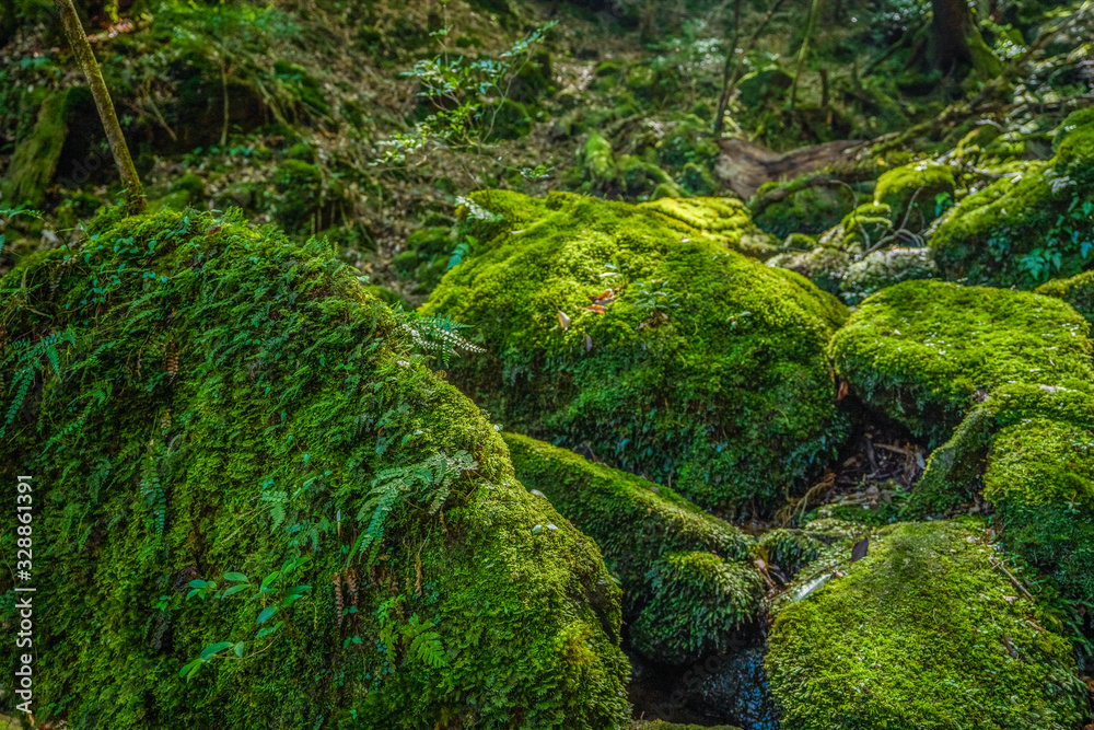 Primival forest hiking trails in Japan