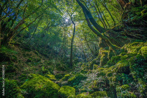 Fototapeta Naklejka Na Ścianę i Meble -  Primival forest hiking trails in Japan