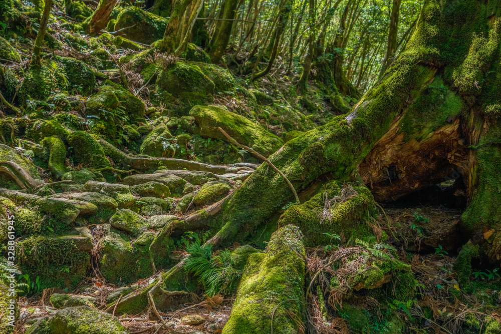 Primival forest hiking trails in Japan
