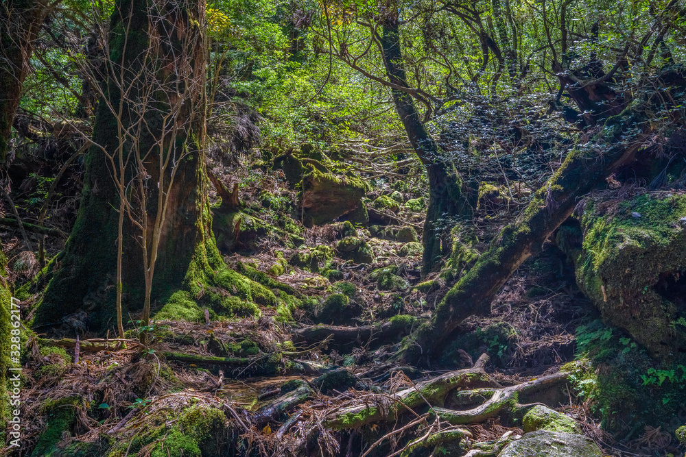 Primival forest hiking trails in Japan