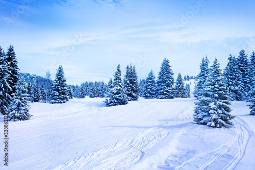 Winter fir and pine forest covered with snow after strong snowfall © Sergey Novikov