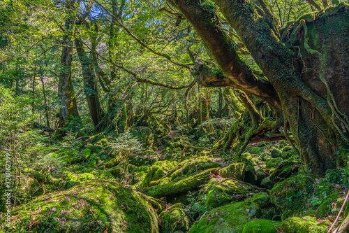 Primival forest hiking trails in Japan