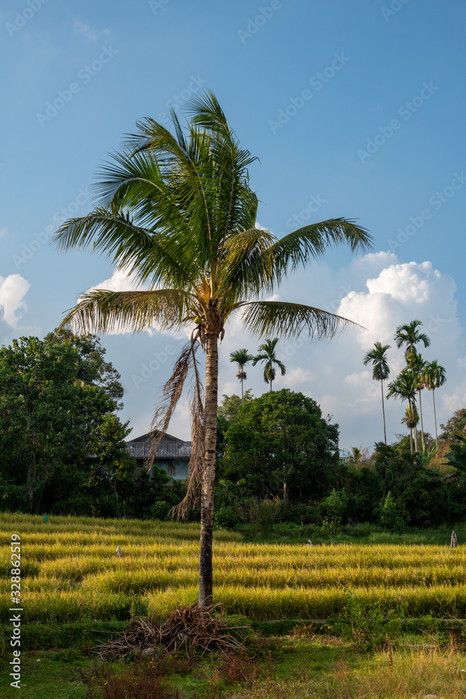 A Palm Tree Standing in the Middle of Some Green Rice Fields A Palm Tree Standing in the Middle of Some Green Rice Fields