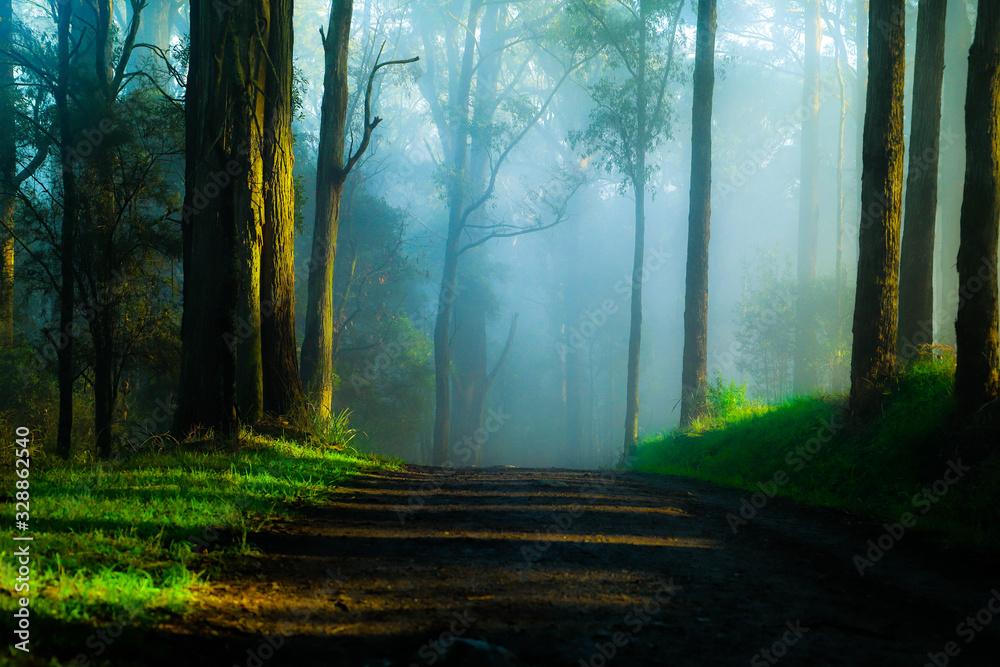 Fototapeta premium forest in fog