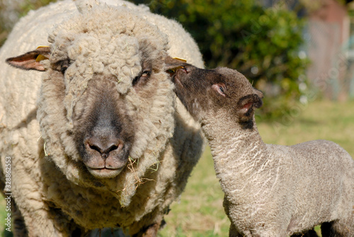 Pssst Mum!