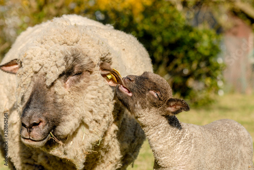 Hey Mum!