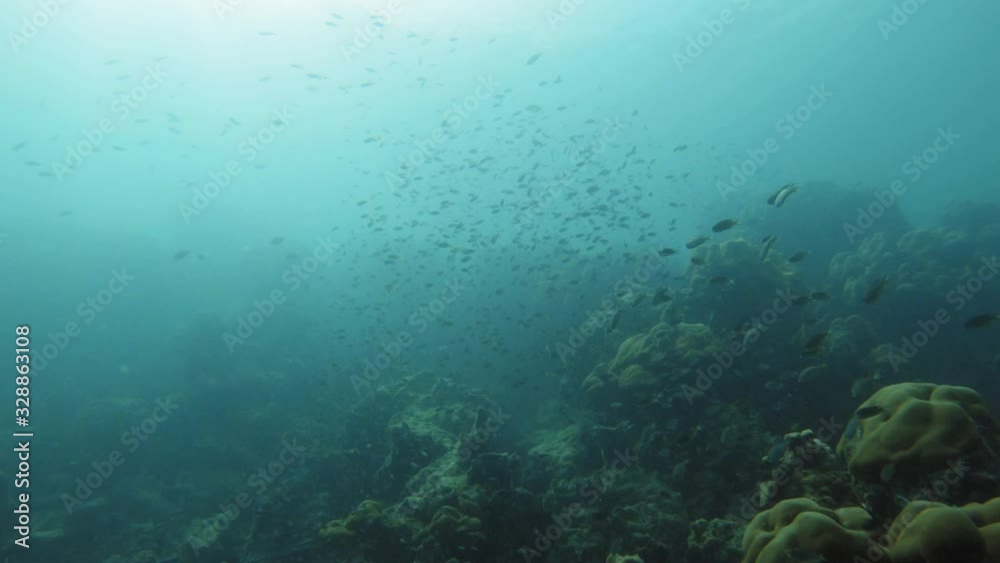 Underwater shot of corals and fish swimming in clear water of Andaman Sea in Thailand. Underwater shot of corals and fish swimming in clear water of Andaman Sea in Thailand.