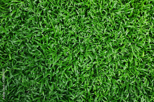 Green Grass Texture Background. Fresh and Clean leaf. Top View