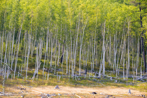 Beautiful landscape. Zeya Sea, Amur Region. Tall green trees grow on the steep slope of the hill photo