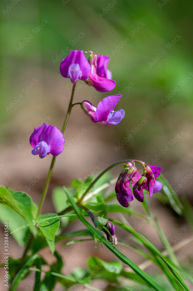 Lathyrus vernus wild purple violet flowers in bloom, springtime flowering plants in the forest Lathyrus vernus wild purple violet flowers in bloom, springtime flowering plants in the forest