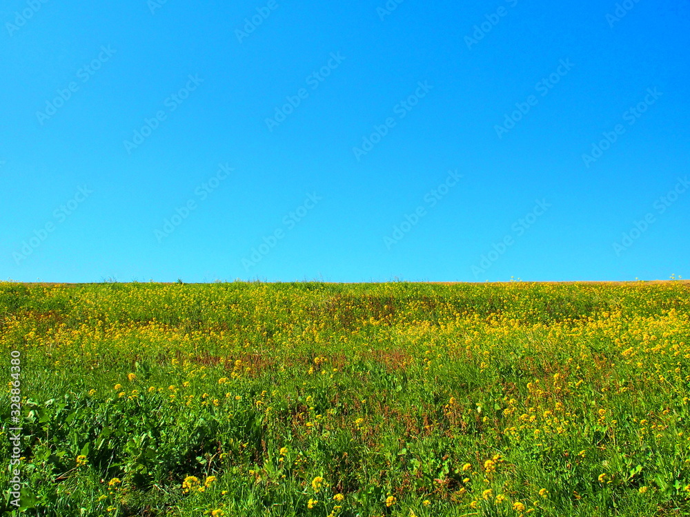 Obraz premium 青空と菜の花の咲き始めた江戸川土手風景