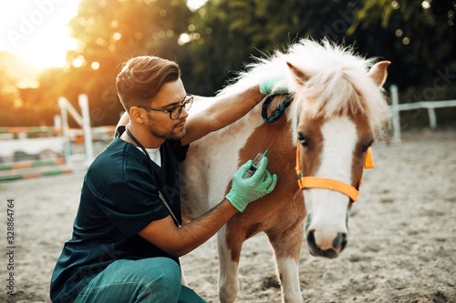 Young attractive male veterinarian giving injection to a small adorable pony horse