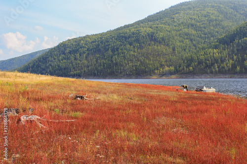 Beautiful landscape. Zeya reservoir, Amur region. Spectacular coast of a calm lake. Red grass spread among hemp trees with roots.