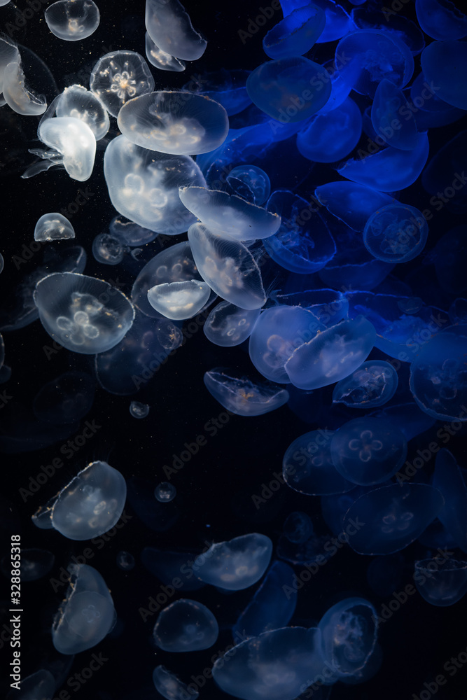 海月 海月