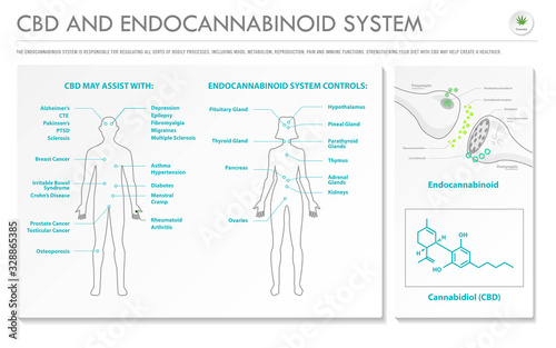 CBD and Endocannabinoid System horizontal business infographic illustration about cannabis as herbal alternative medicine and chemical therapy, healthcare and medical science vector.