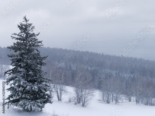 Beautiful winter forest landscape covered with white snow. Pine tree forest in winter.