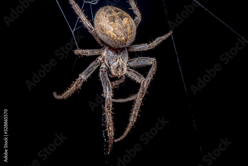 Foto Spider on black background ( Nuctenea umbratica ),  the walnut orb - weaver spid