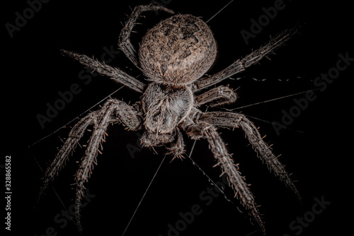 Spider on black background ( Nuctenea umbratica ), the walnut orb - weaver spider - macro, closeup