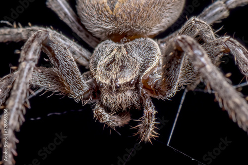 Spider on black background ( Nuctenea umbratica ),  the walnut orb - weaver spider - macro, closeup photo