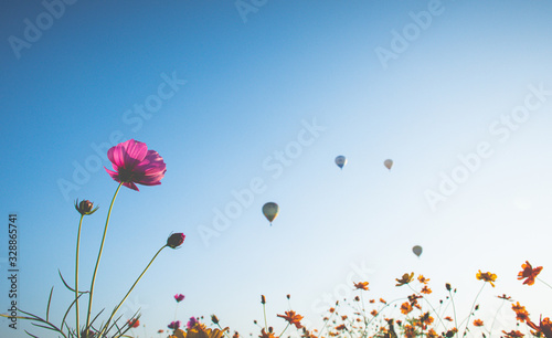 cosmos flower with hot air balloon in background copy space on blue sky prices with instagram filter contain with gain
